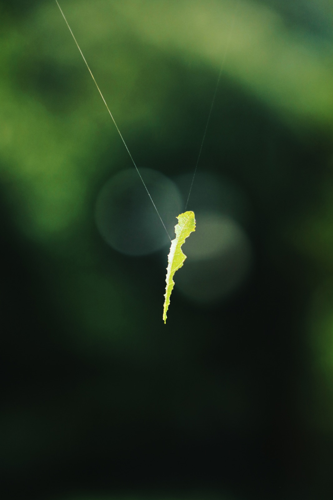 Biophilia — handmade photography book
