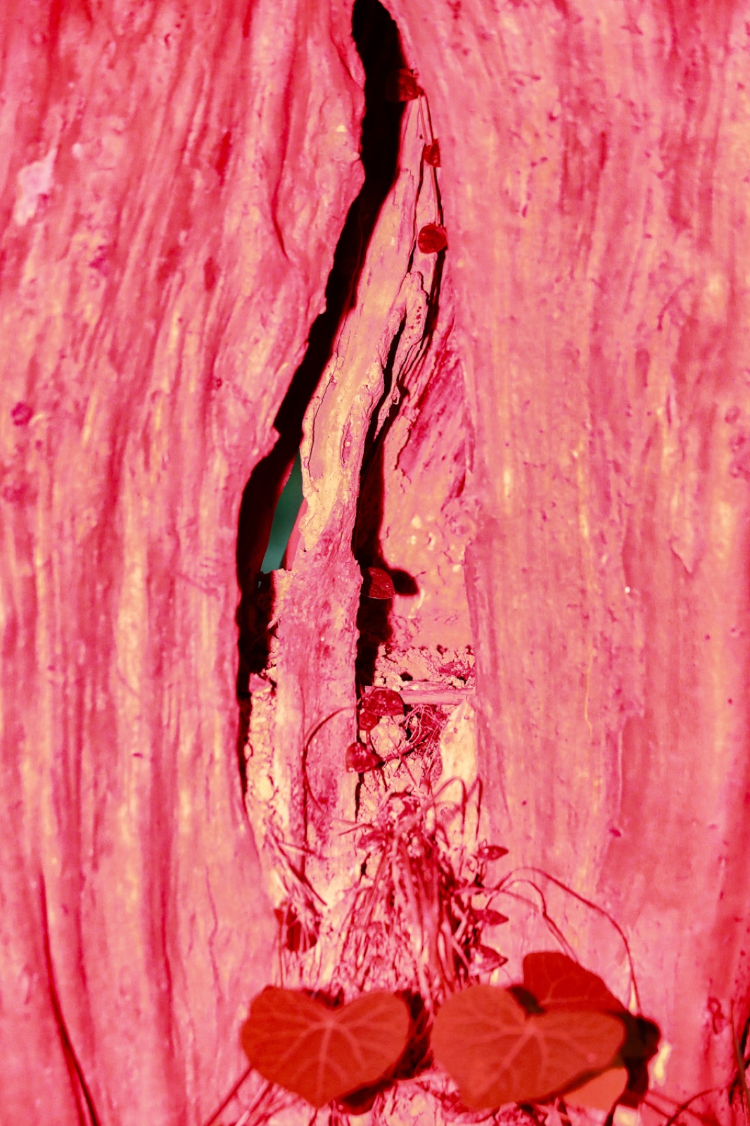 biophilia 2