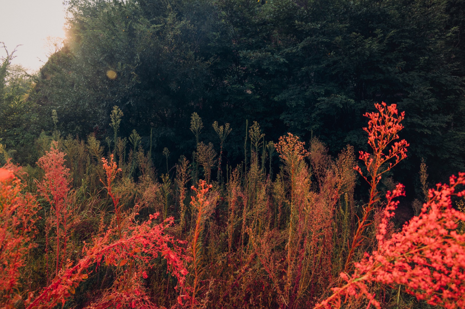 biophilia 5