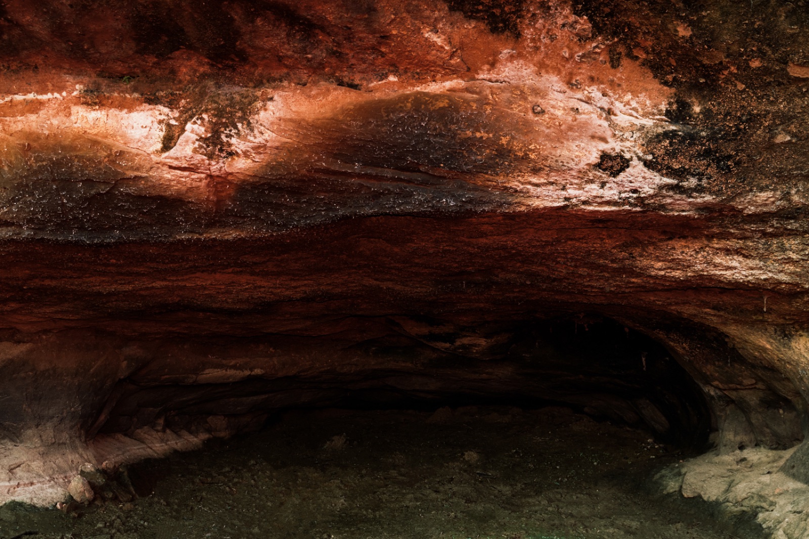 biophilia 6