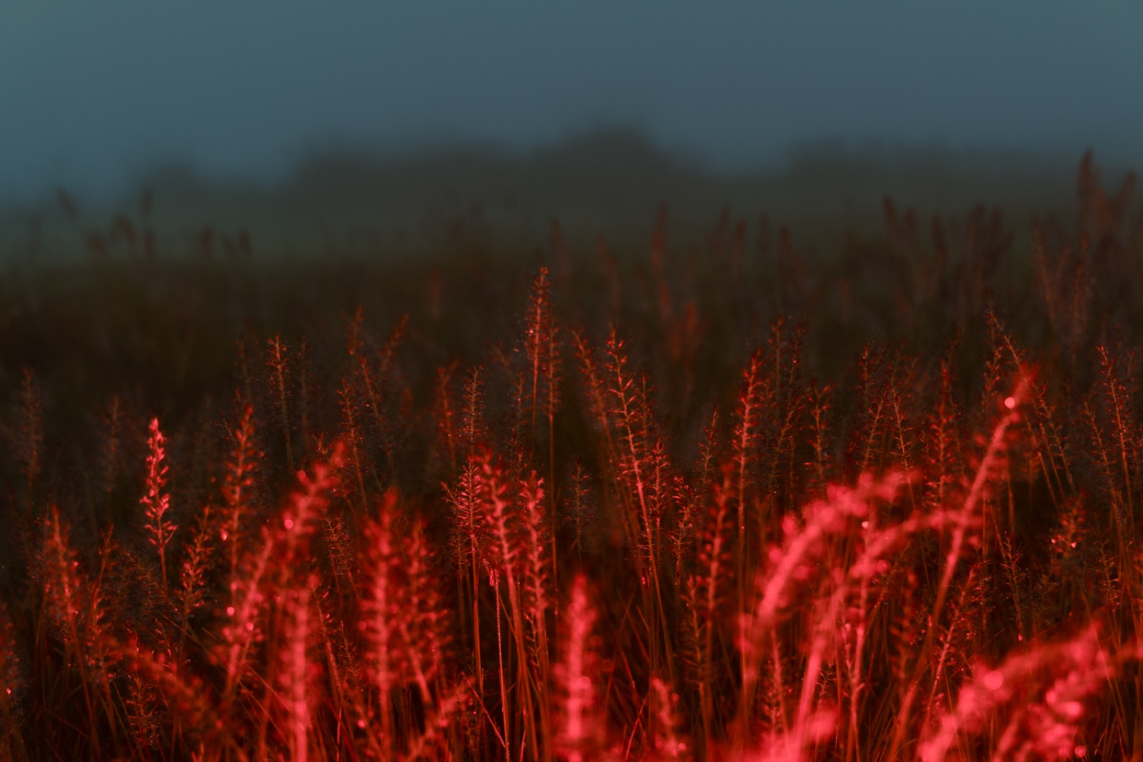biophilia 14