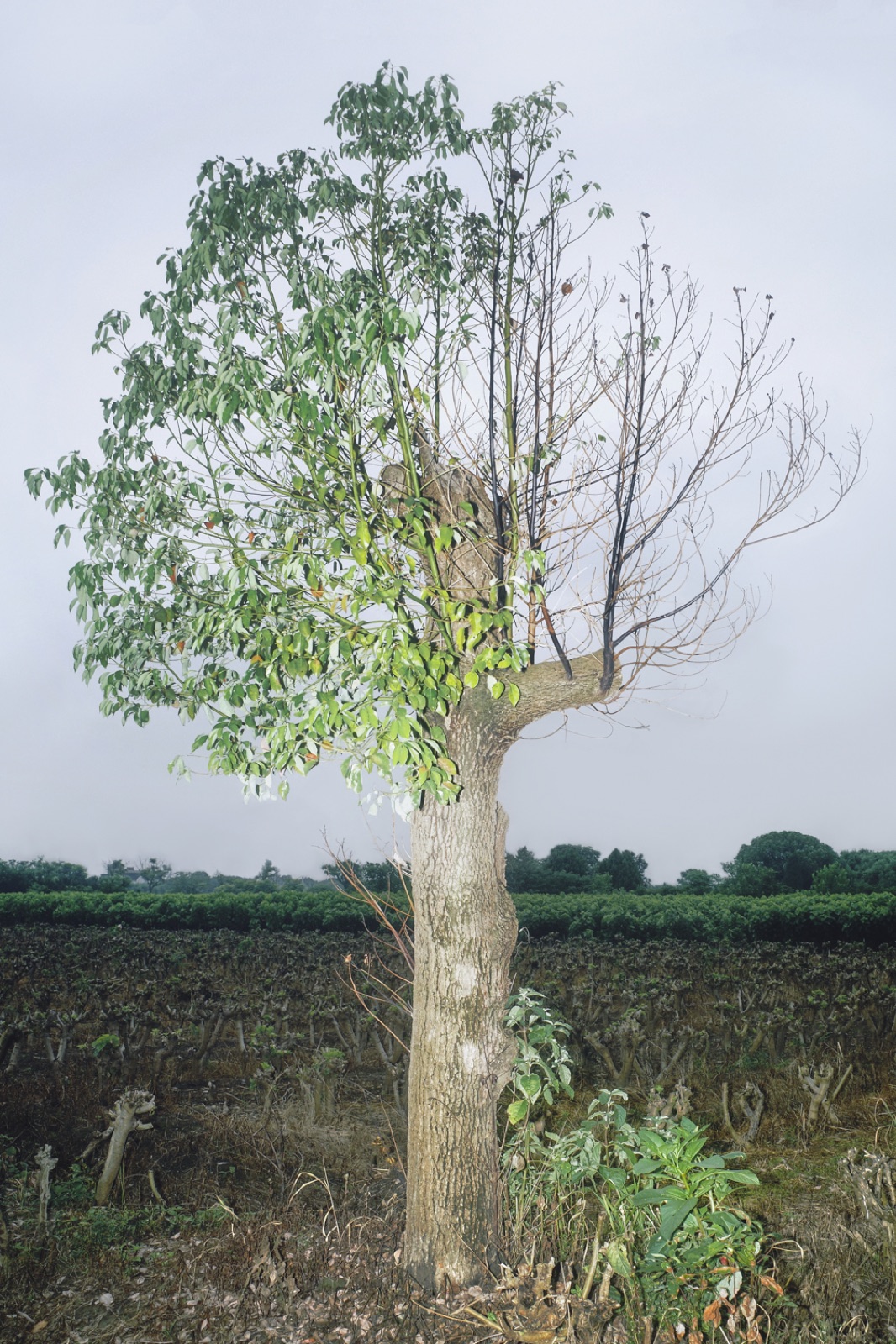 biophilia 21