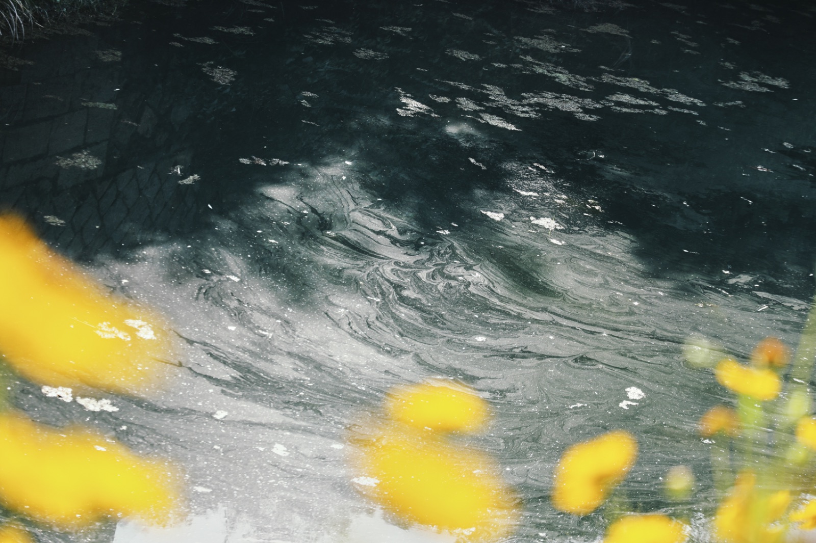 biophilia 22