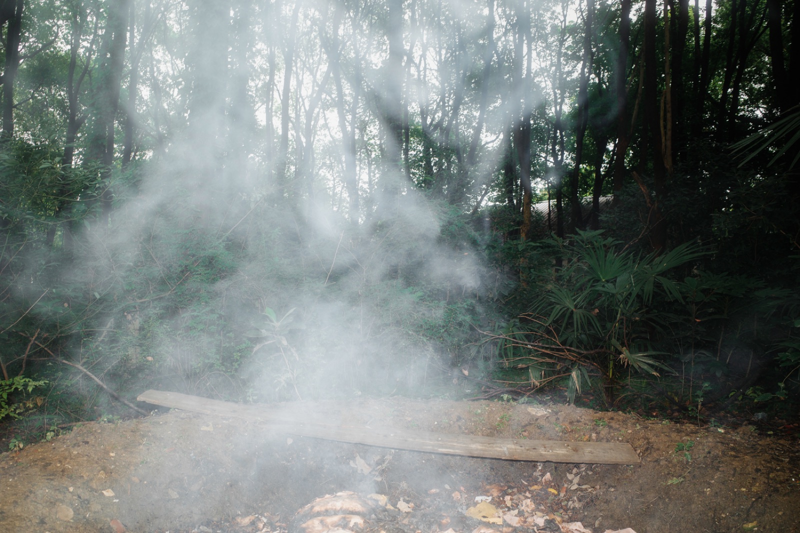 biophilia 23