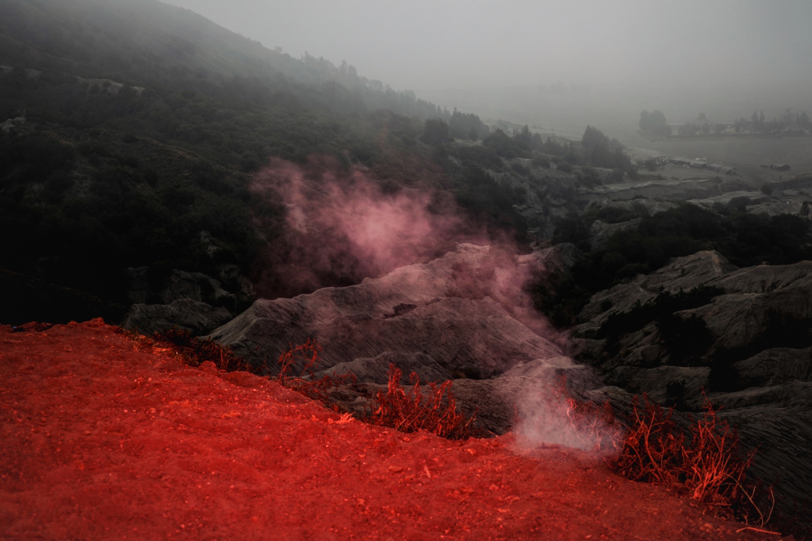 biophilia 29