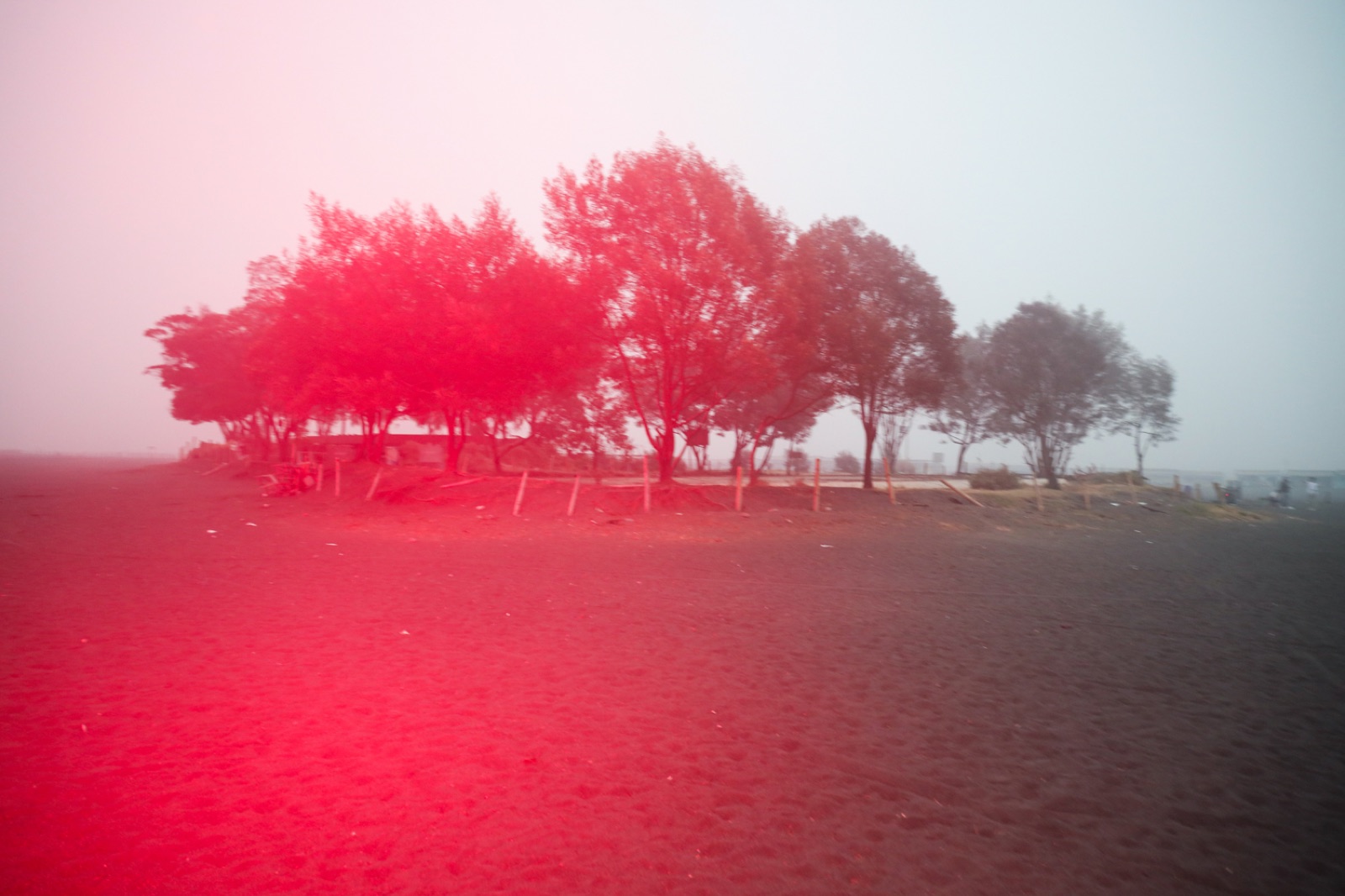 biophilia 34
