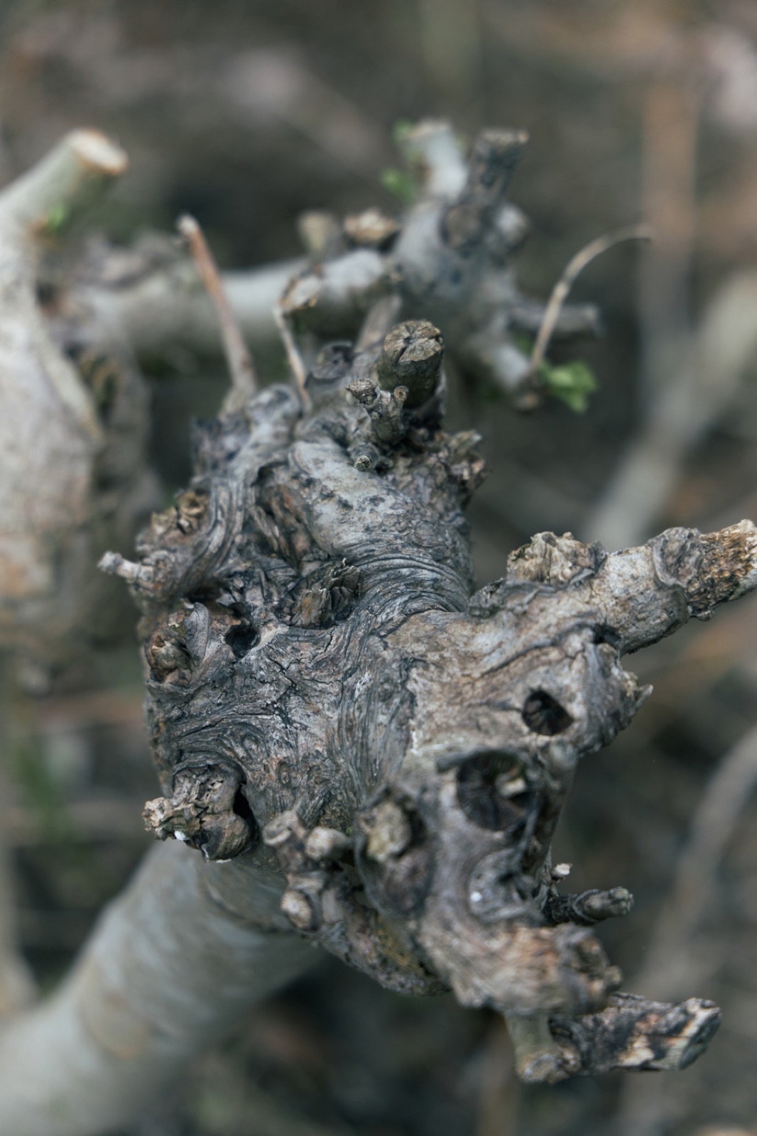 biophilia 42