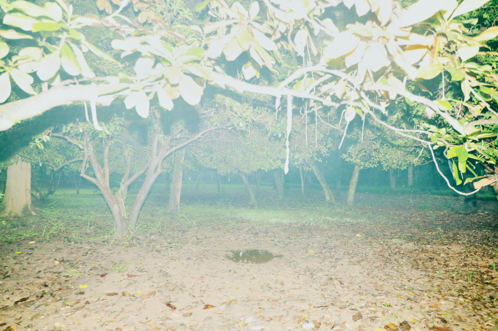 biophilia 46