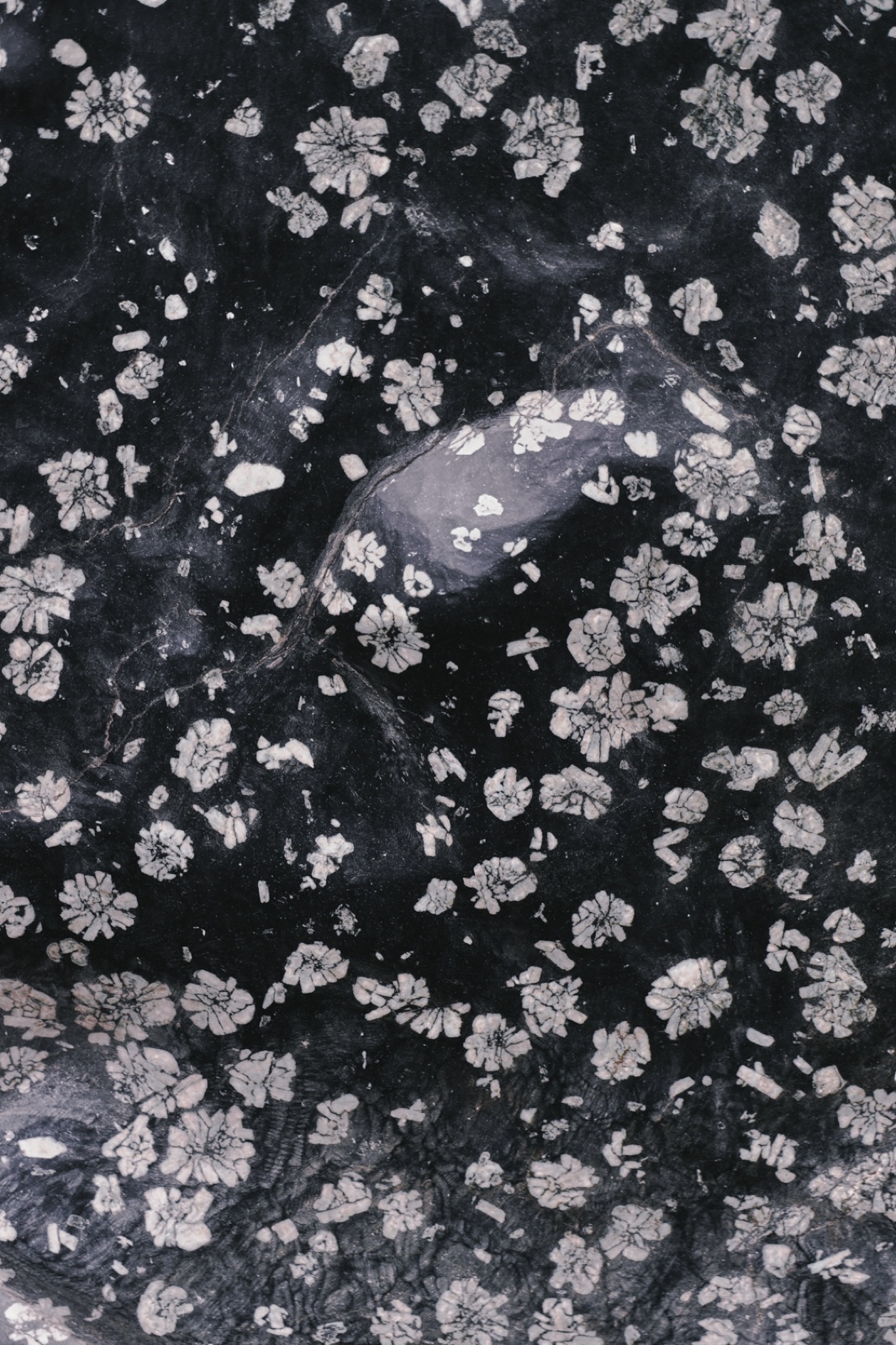 biophilia 47