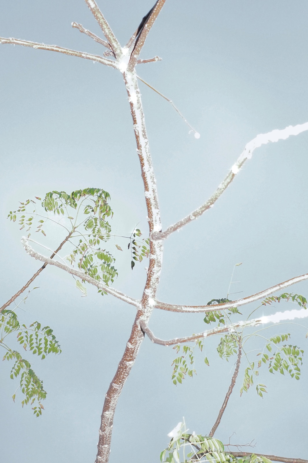 biophilia 56