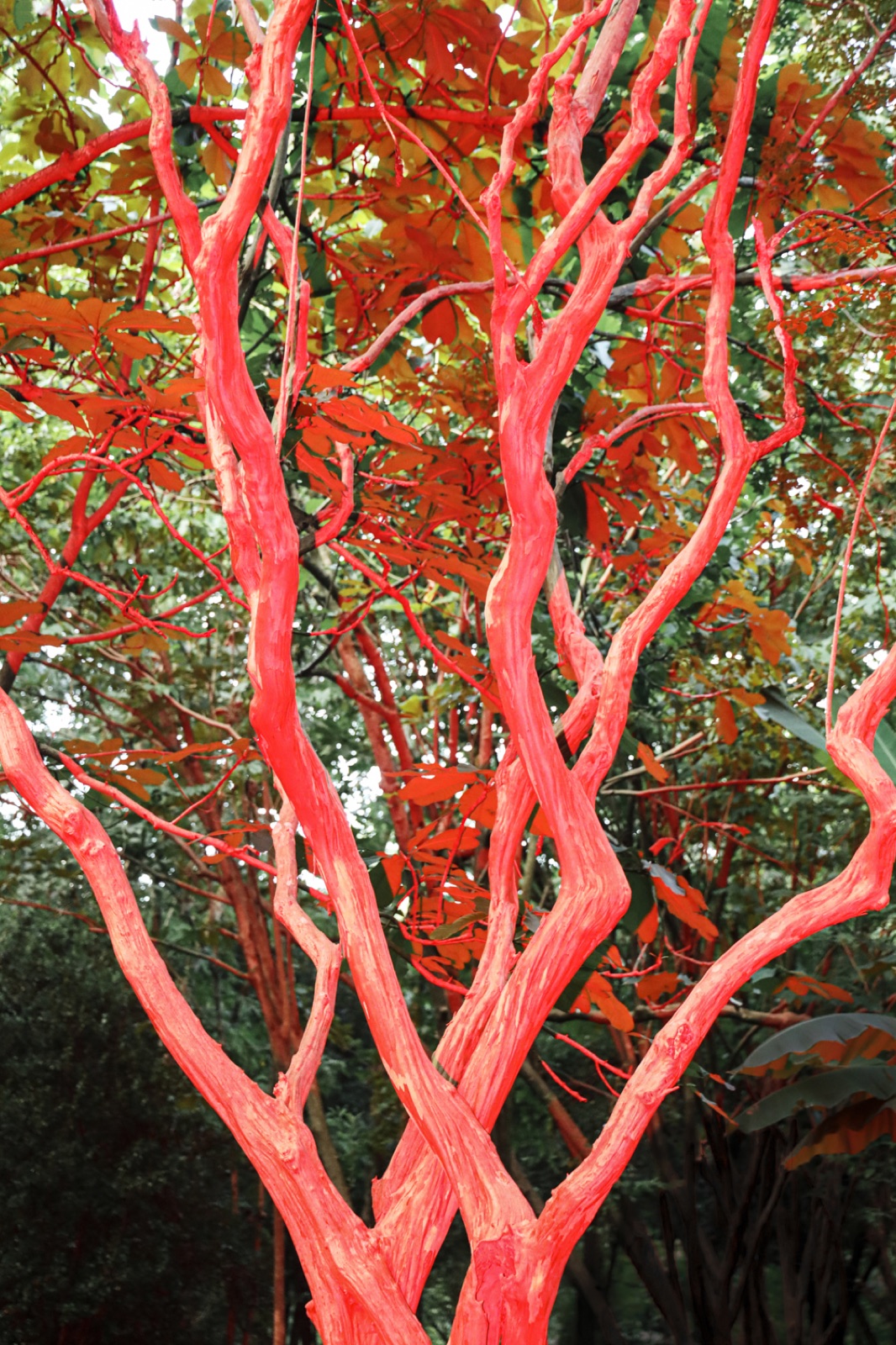 biophilia 57