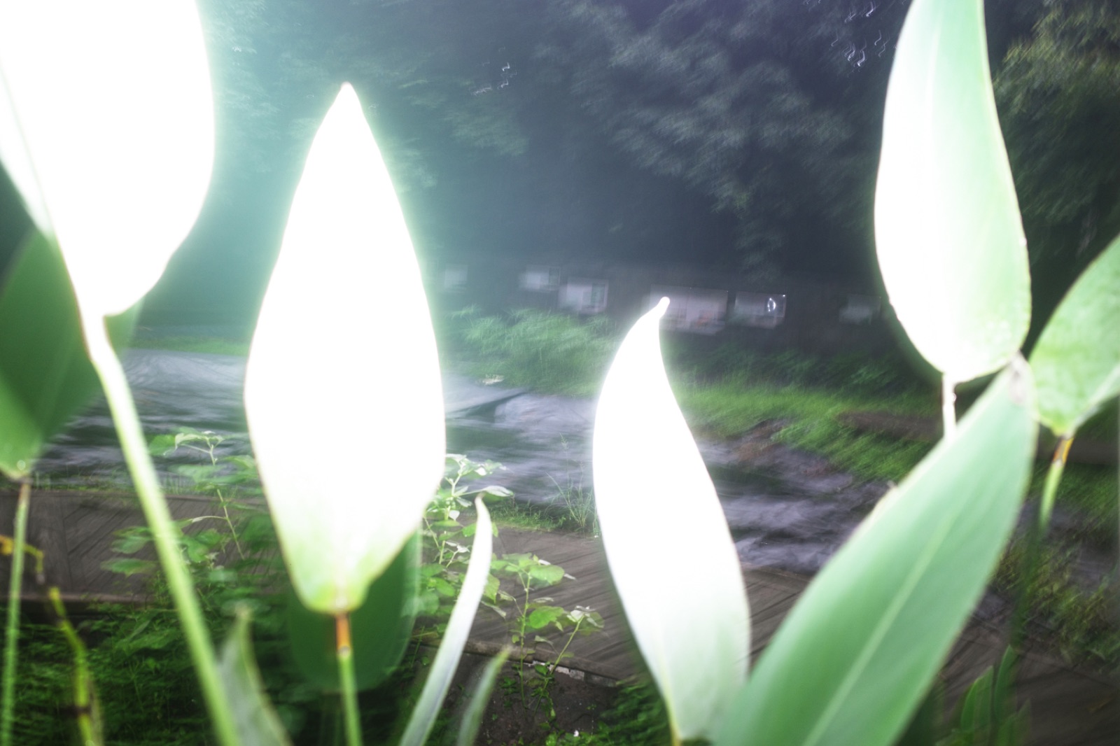 biophilia 58