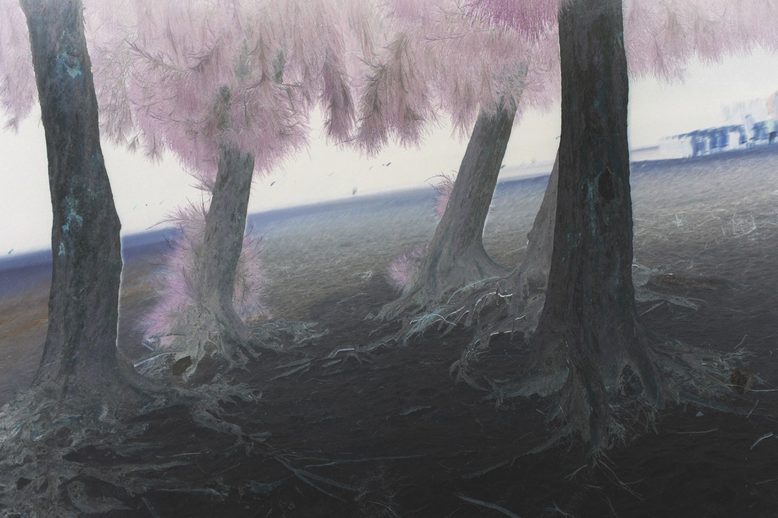 biophilia 59