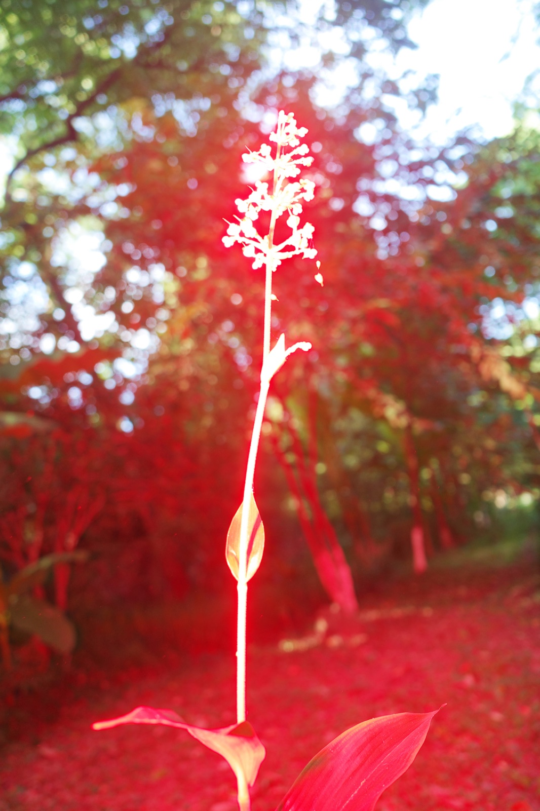 biophilia 60
