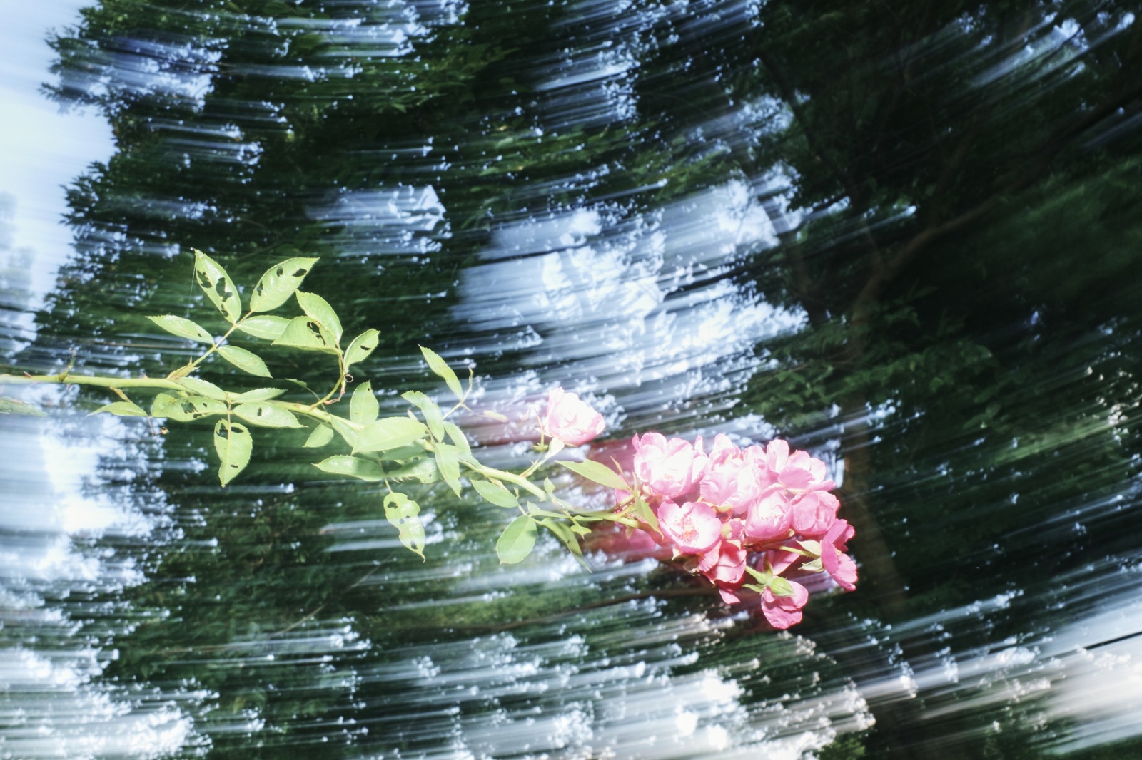 biophilia 62