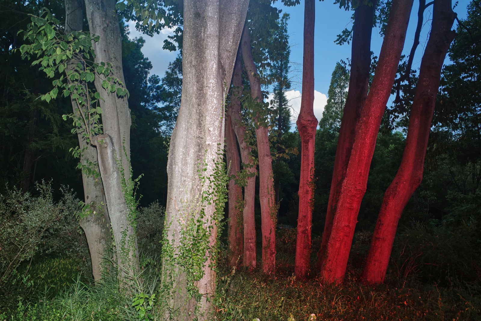 biophilia 63