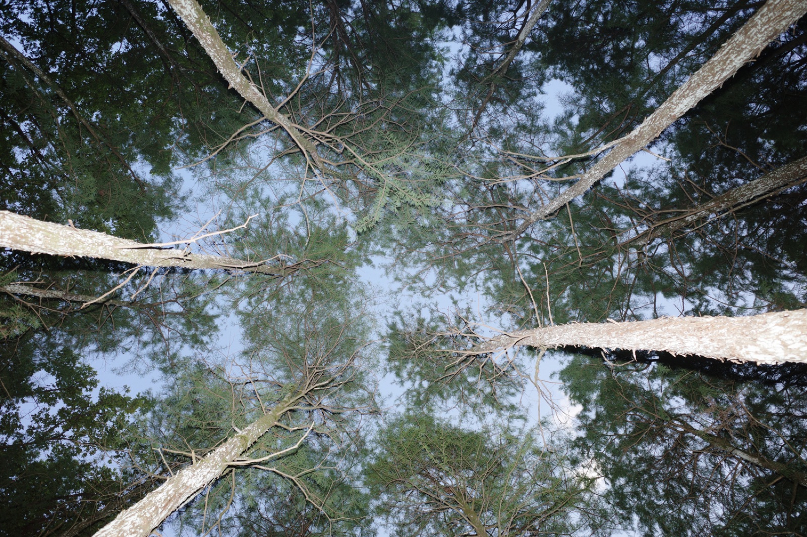 biophilia 64