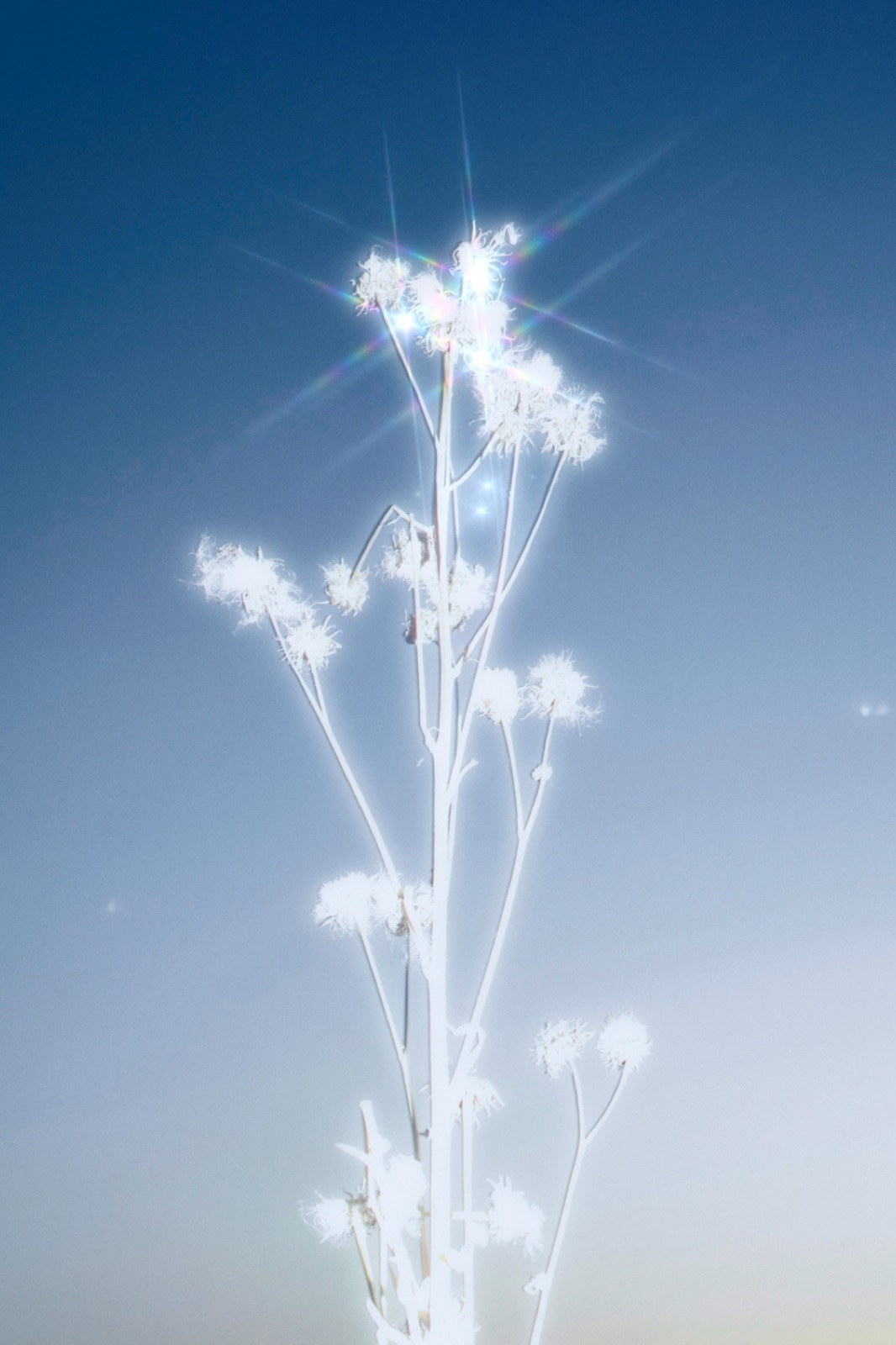 biophilia 67