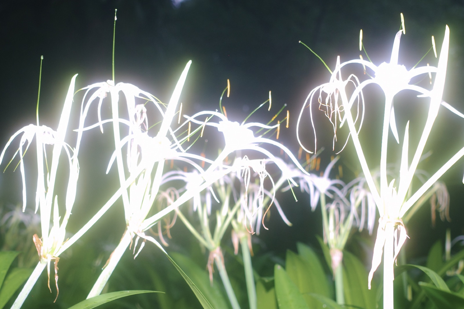 biophilia 73