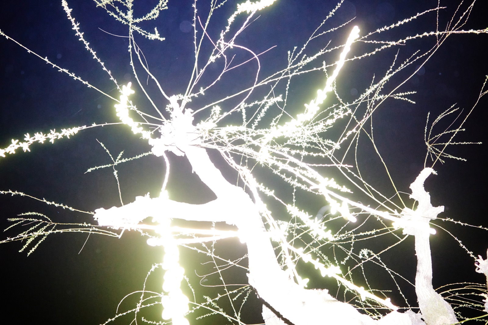 biophilia 89