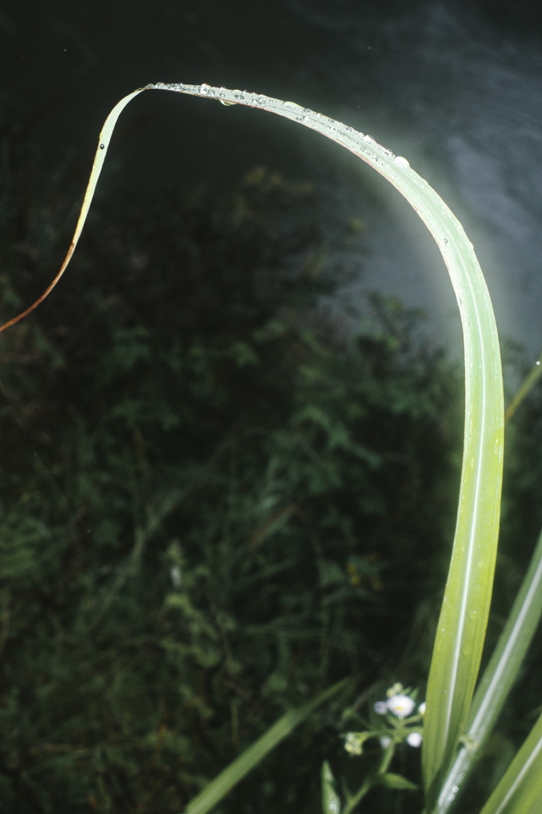 biophilia 91