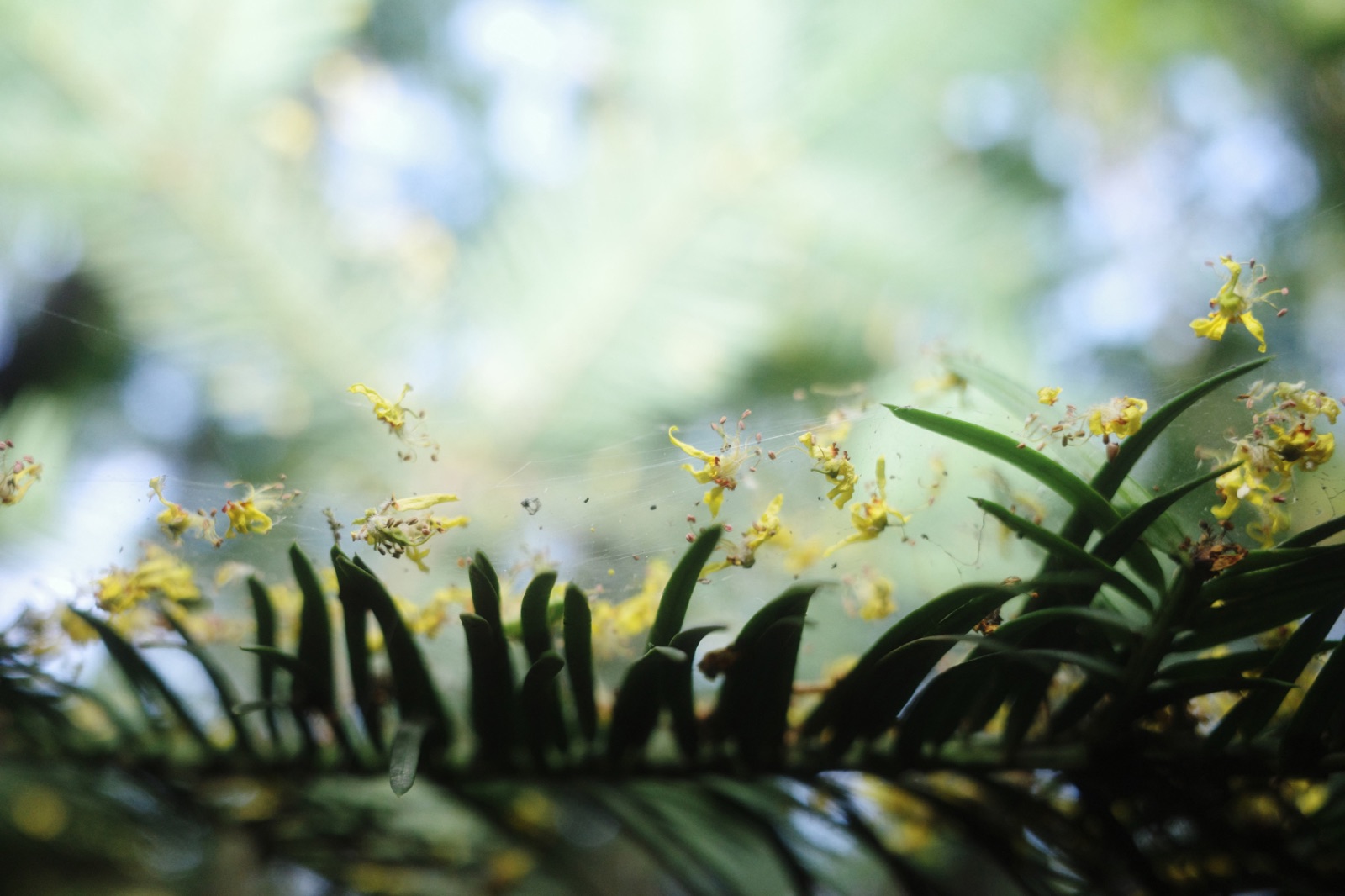 biophilia 102