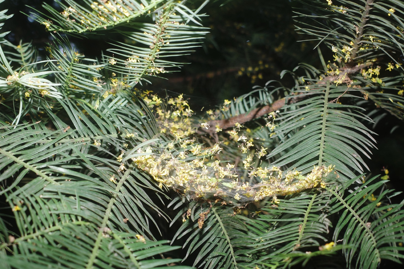 biophilia 103