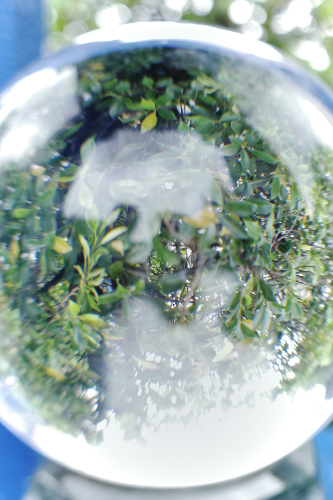 biophilia 107