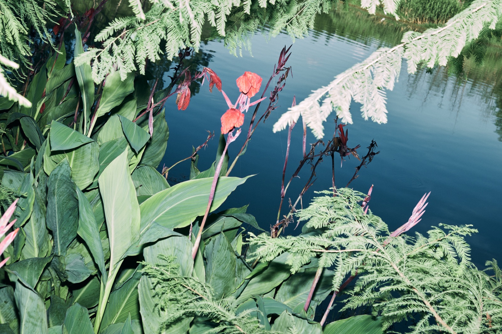 biophilia 113
