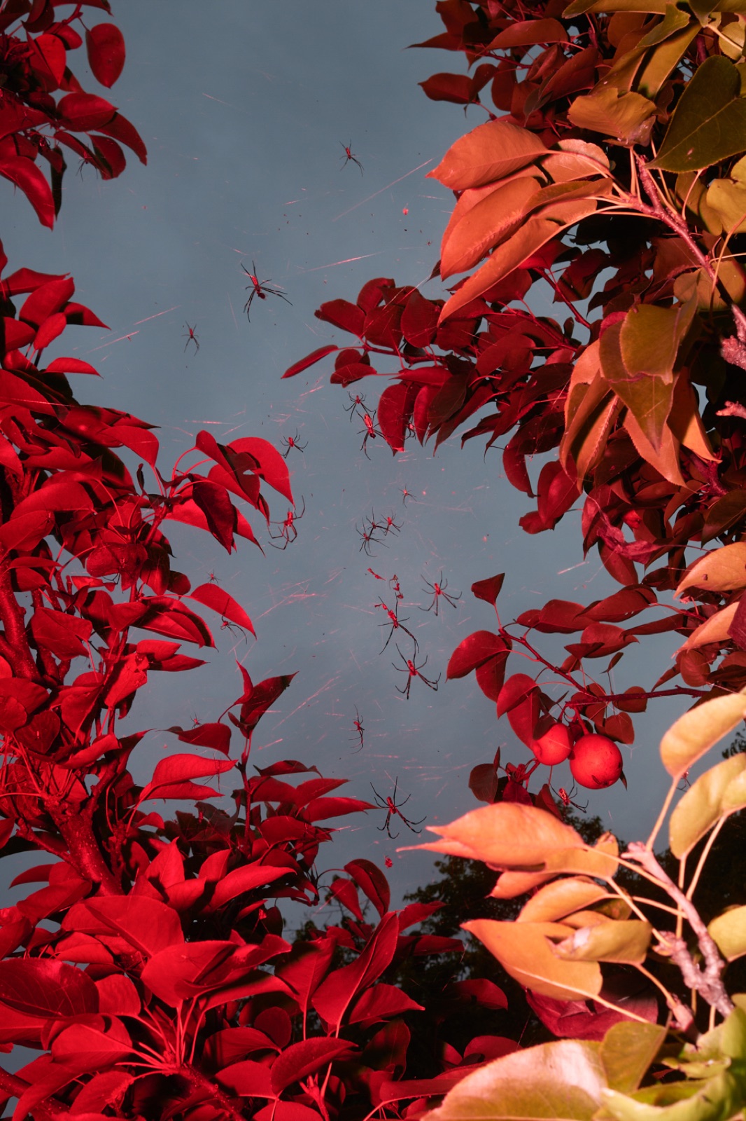 biophilia 115