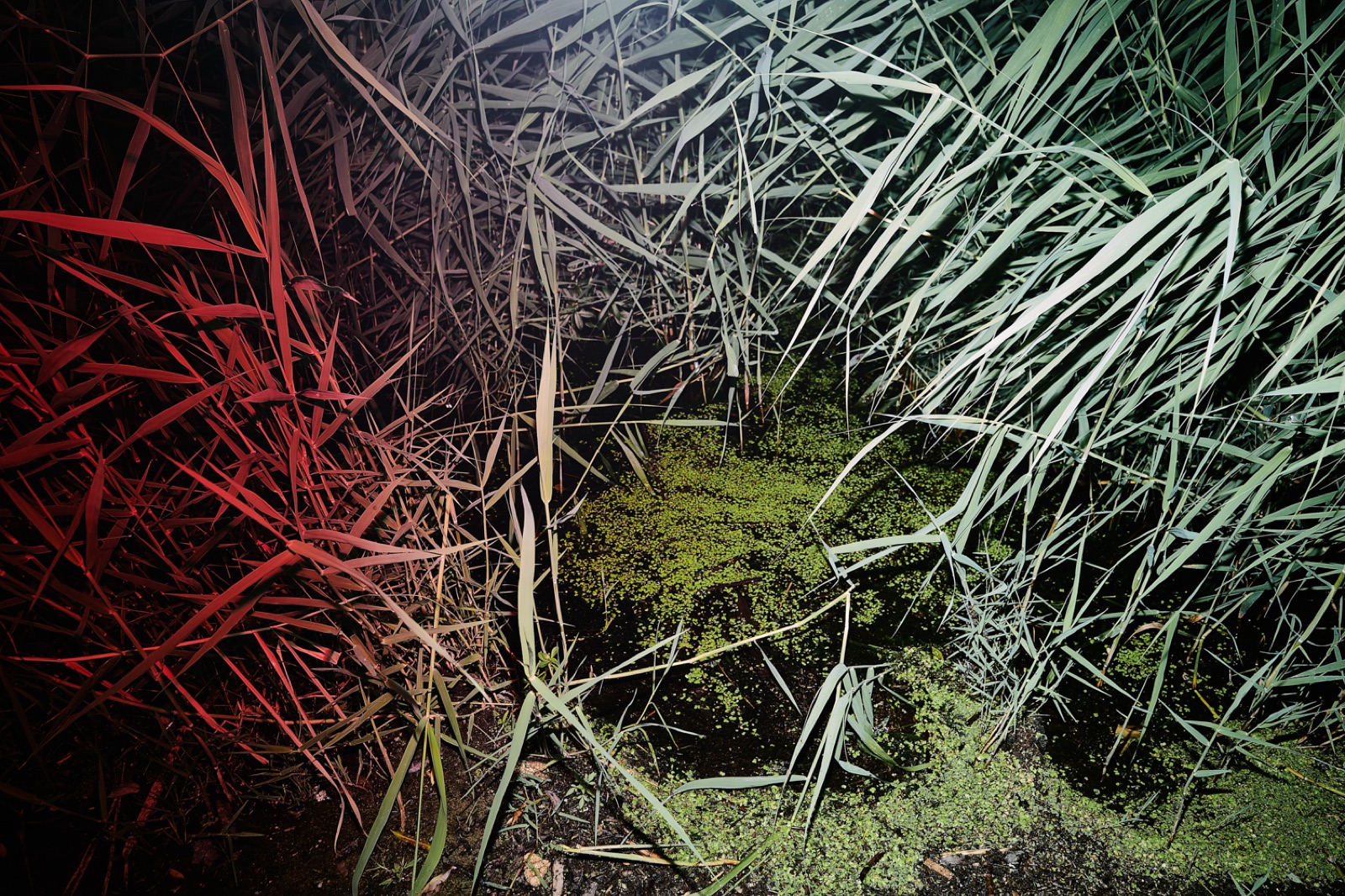 biophilia 116