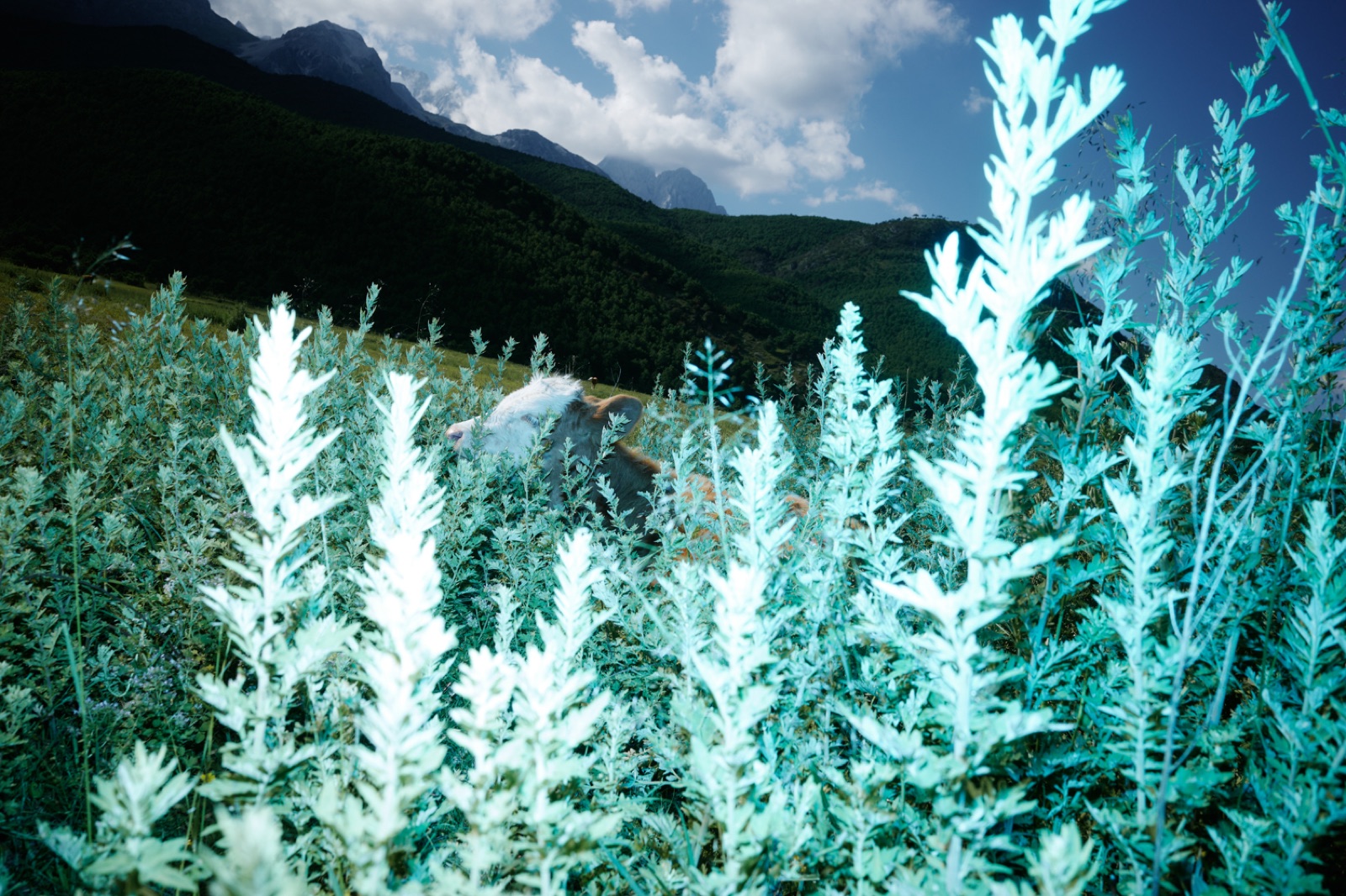 biophilia 117