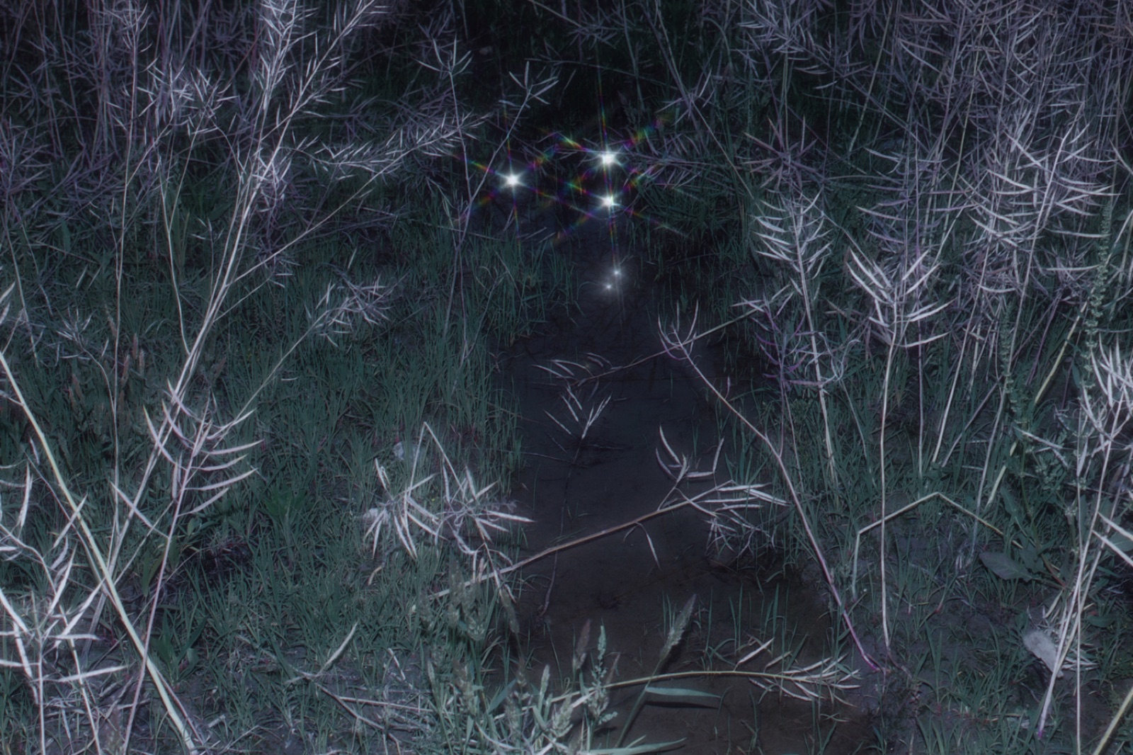 biophilia 123