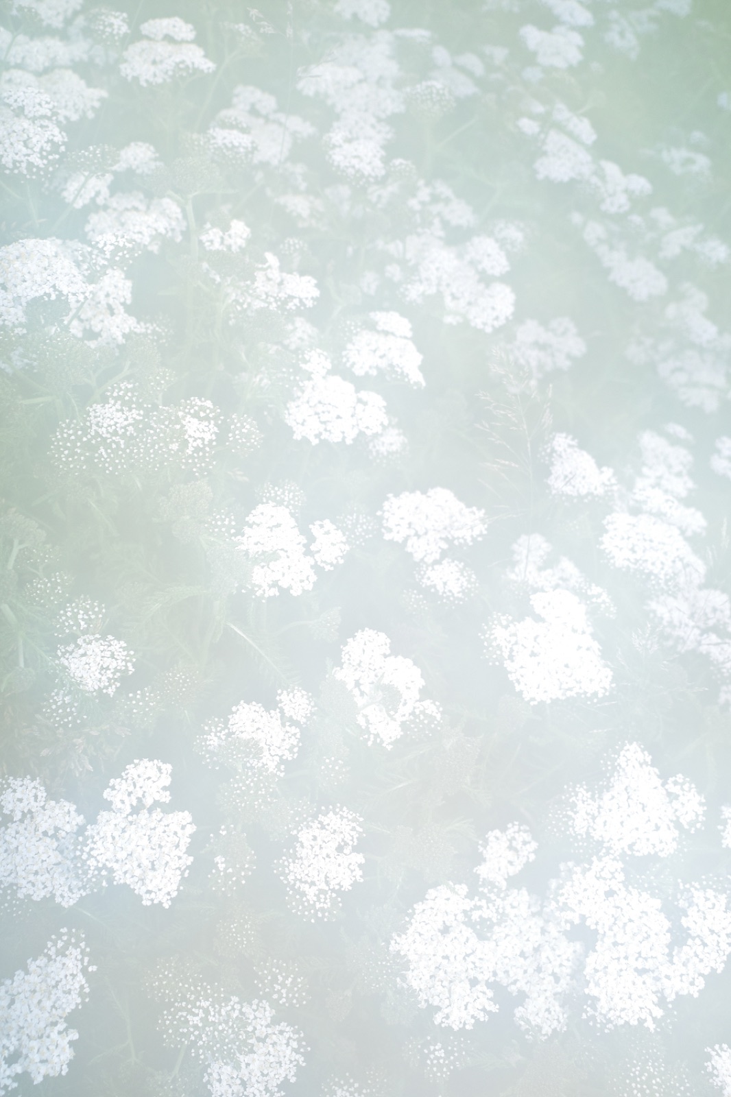 biophilia 129