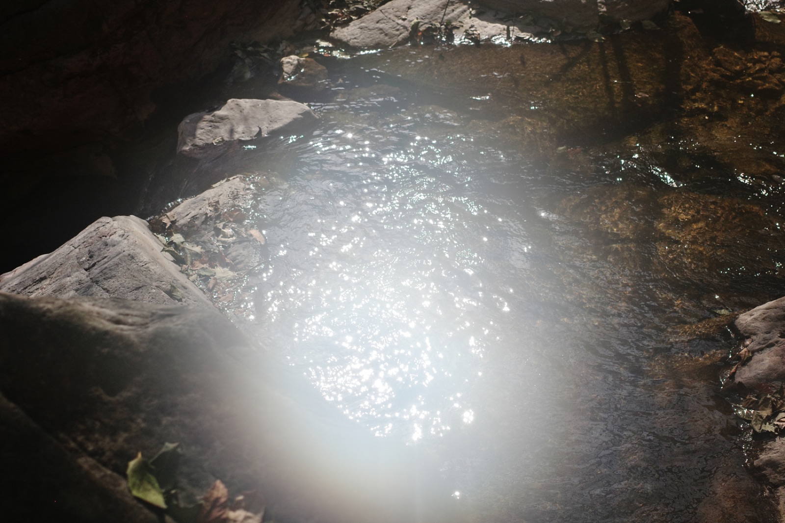 biophilia 133