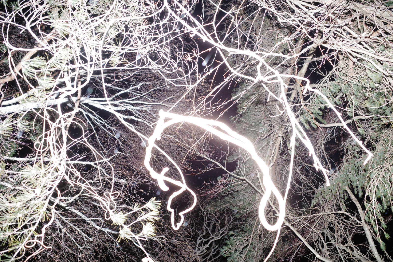 biophilia 137