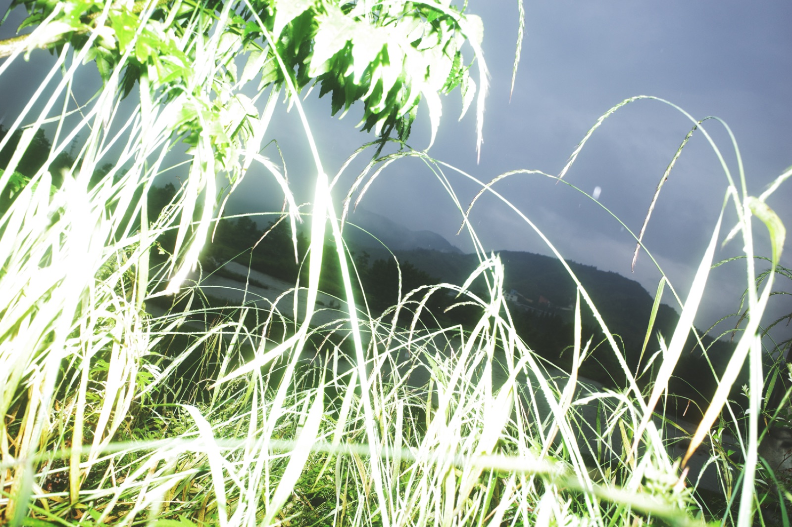 biophilia 139