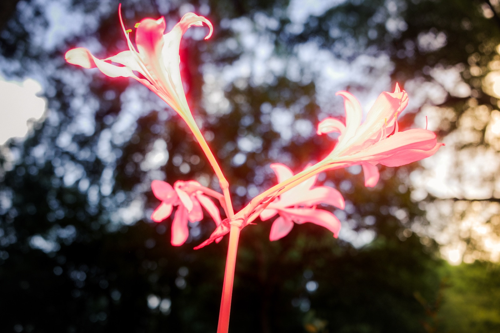 biophilia 141