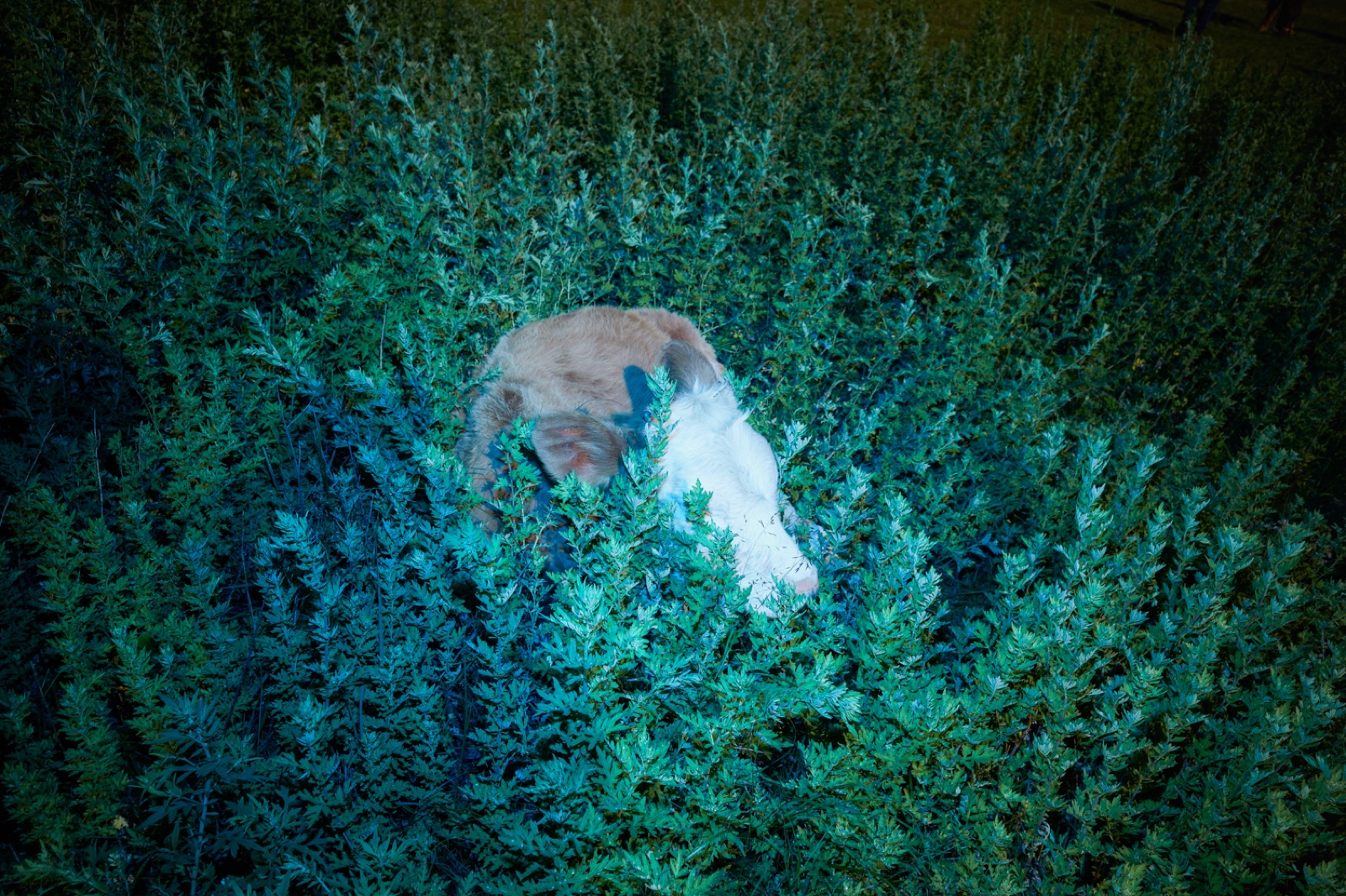 biophilia 145