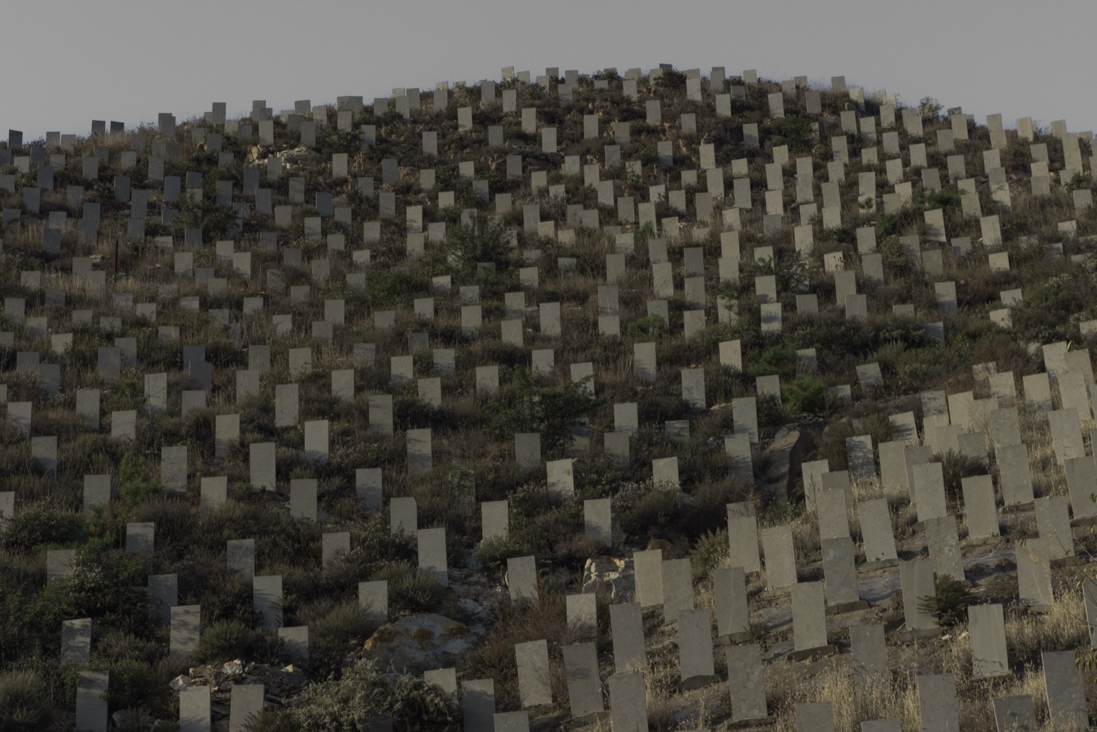 biophilia 151
