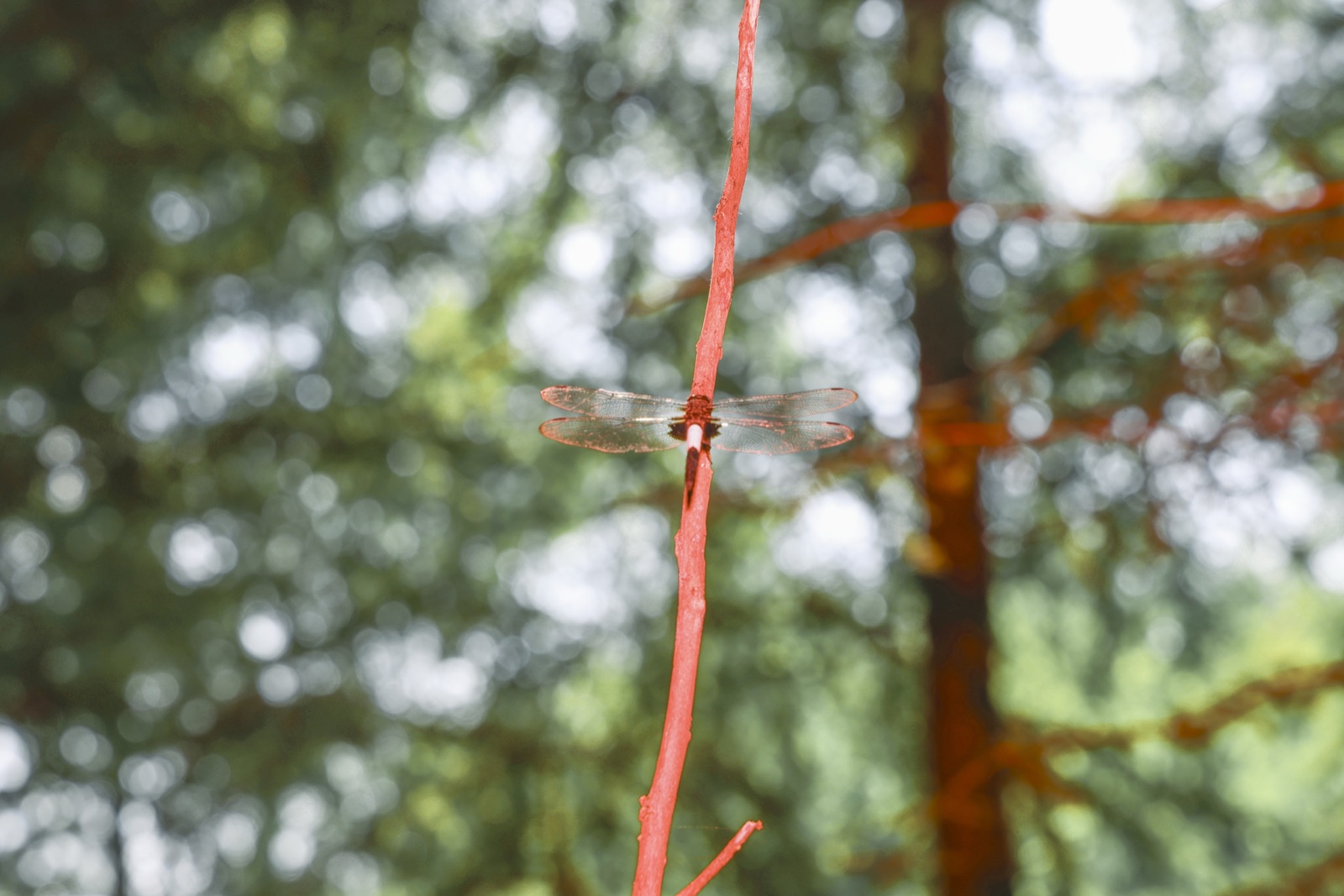 biophilia 152