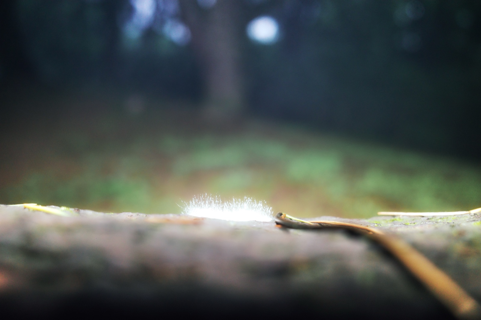 Rebirth