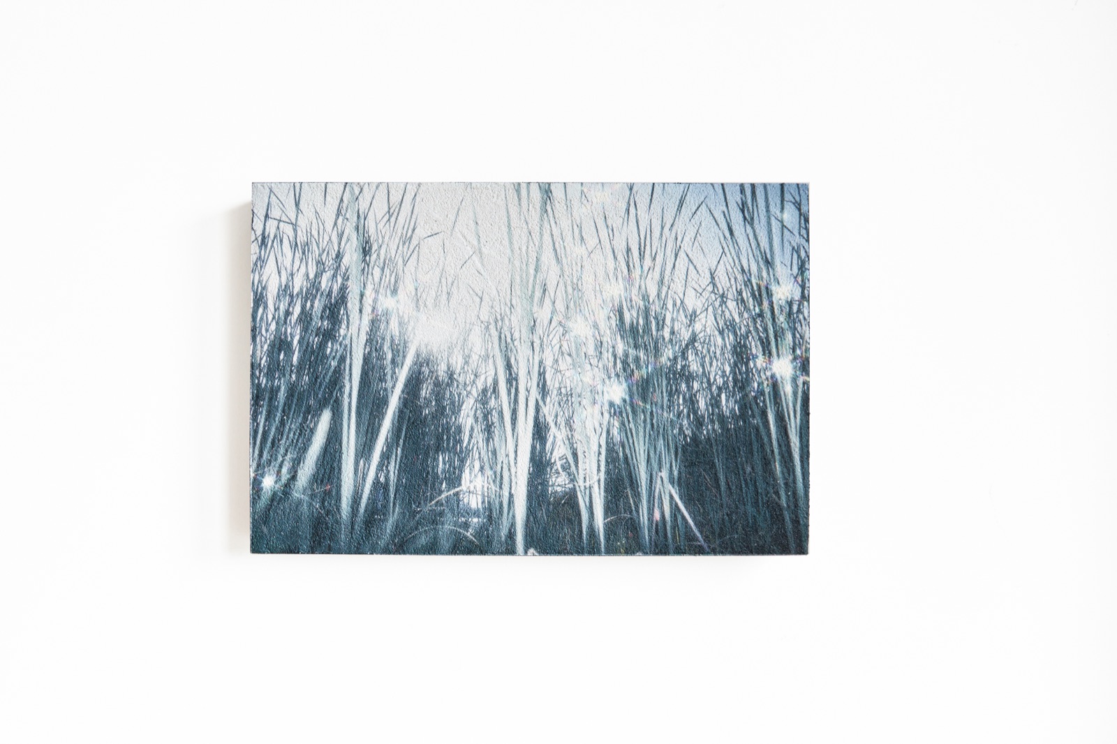 Fragrant Grassland