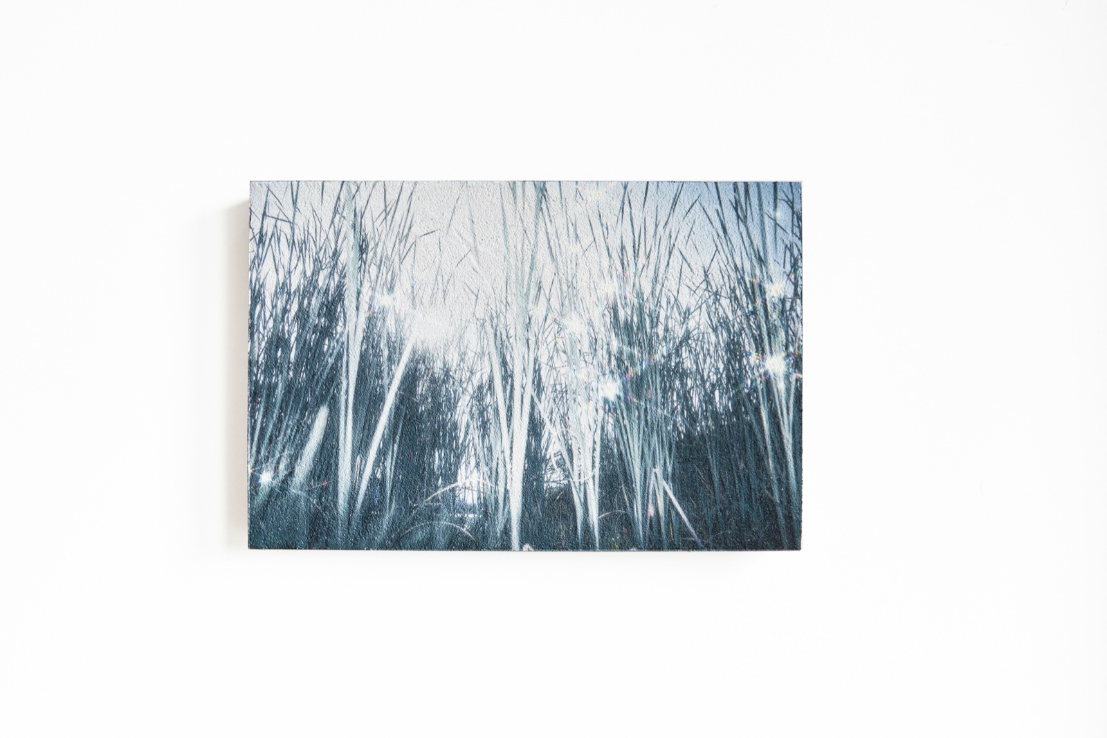Fragrant Grassland (1)