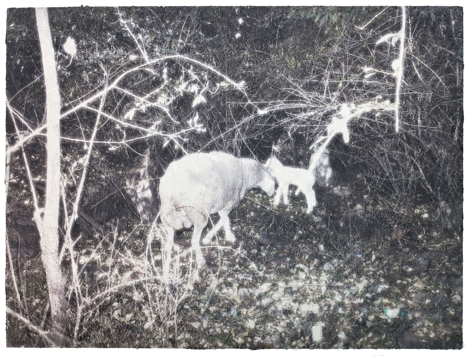 Holy Goat (1)
