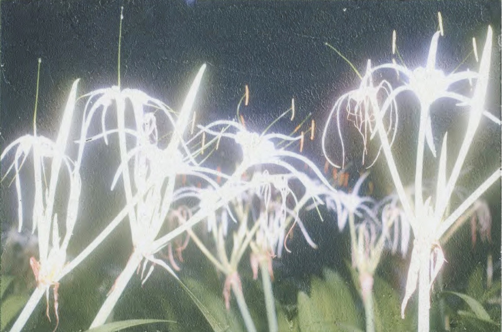 Little Ida's Flowers (1)