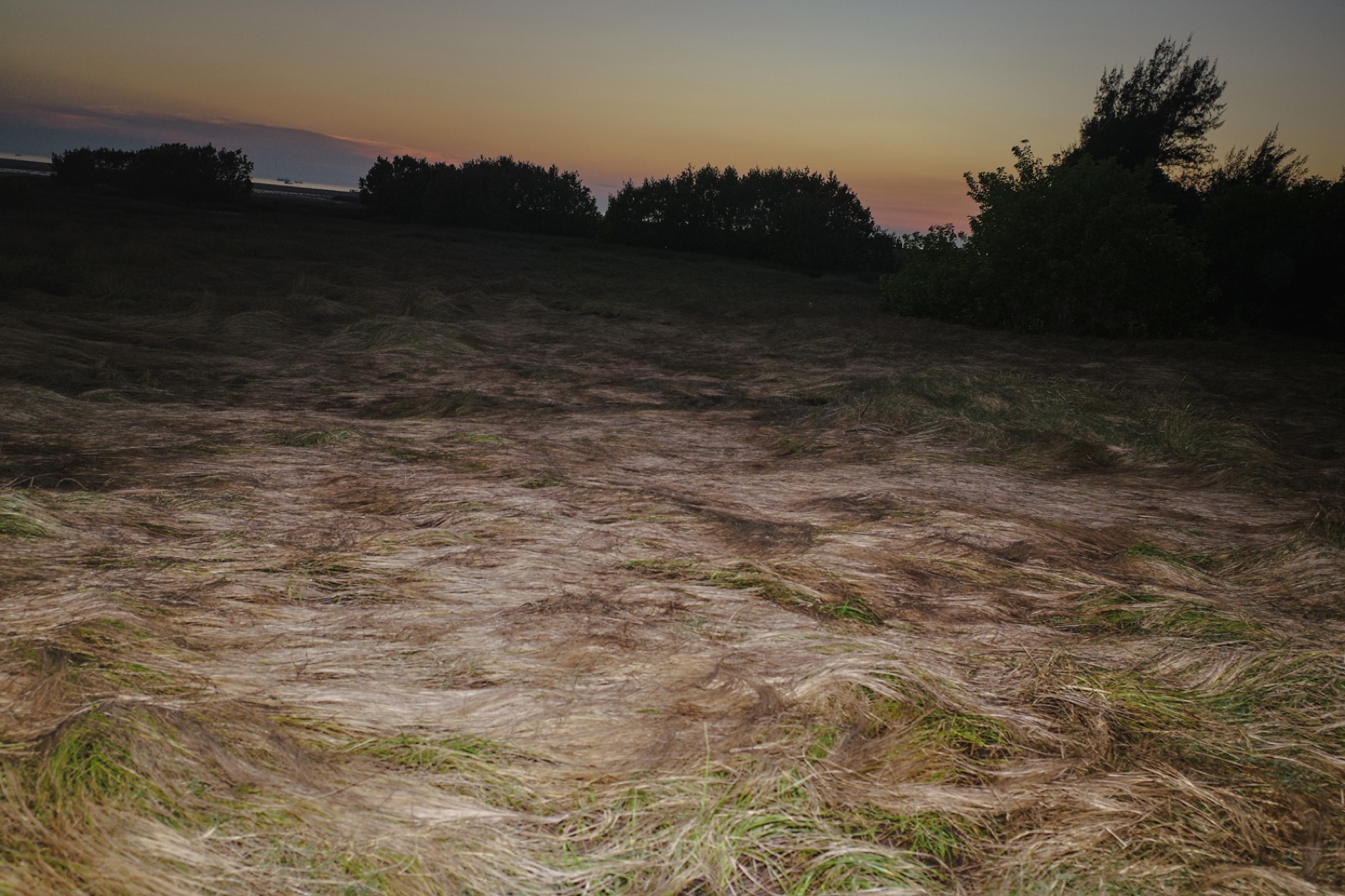 Sea of Grass (2)