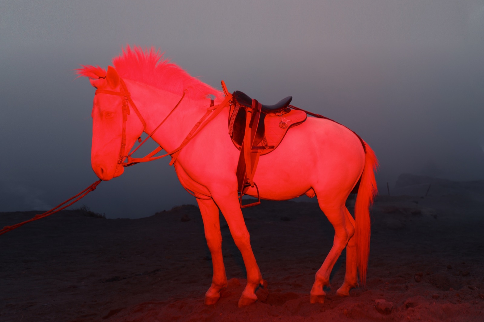 Stay on Earth and Pray — a glowing horse